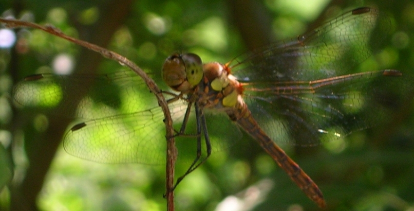 Sympetrum striolatum (maschio)