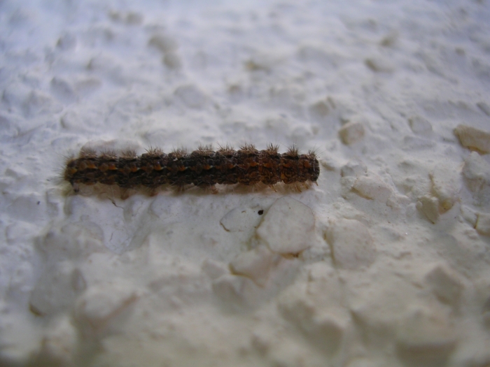 bruco di Eilema sp.