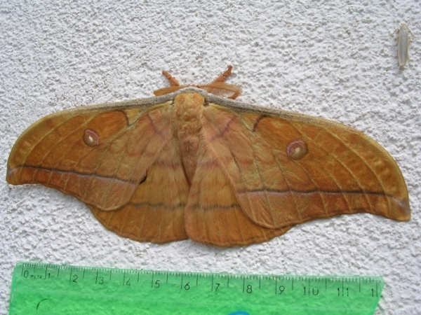 Antheraea yamamai: saturnide