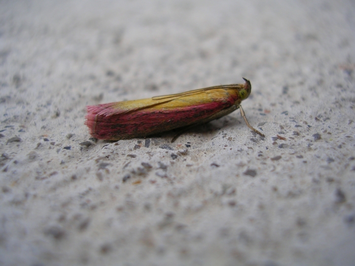 Oncocera semirubella,Polyommatus coridon