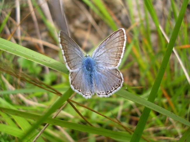 Oncocera semirubella,Polyommatus coridon