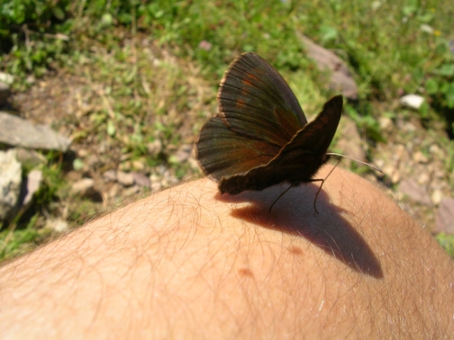 Oncocera semirubella,Polyommatus coridon