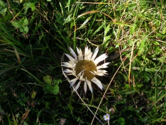 Carlina acaulis