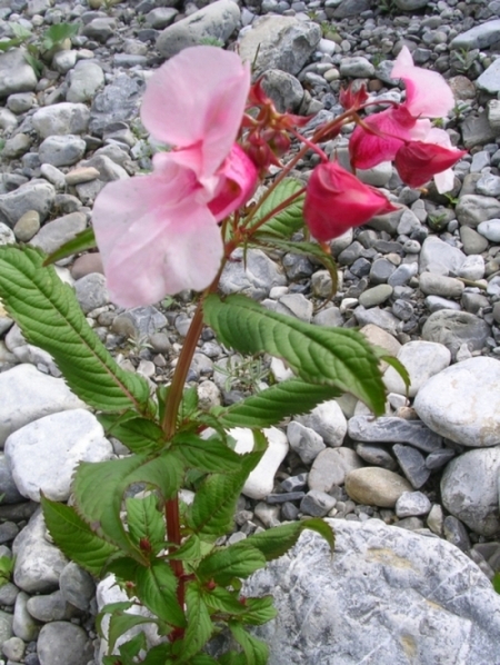 Impatiens glandulifera,balfourii,nolitangere,daphne mezereum