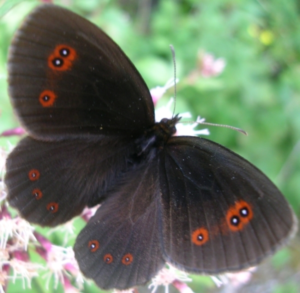 Erebia aethiops