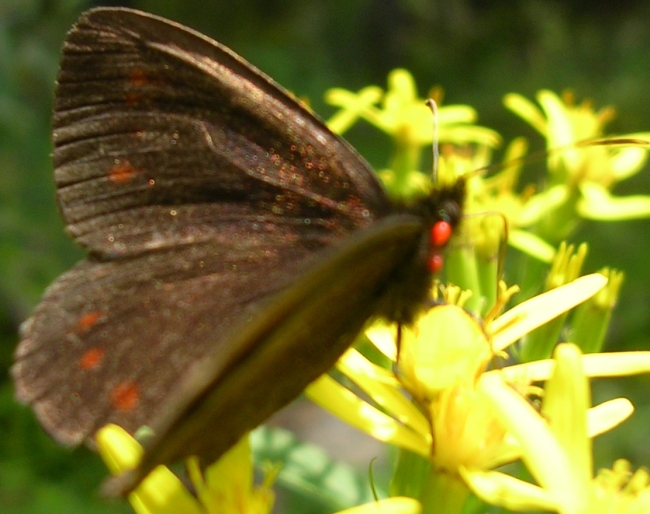 Erebia euryale e?