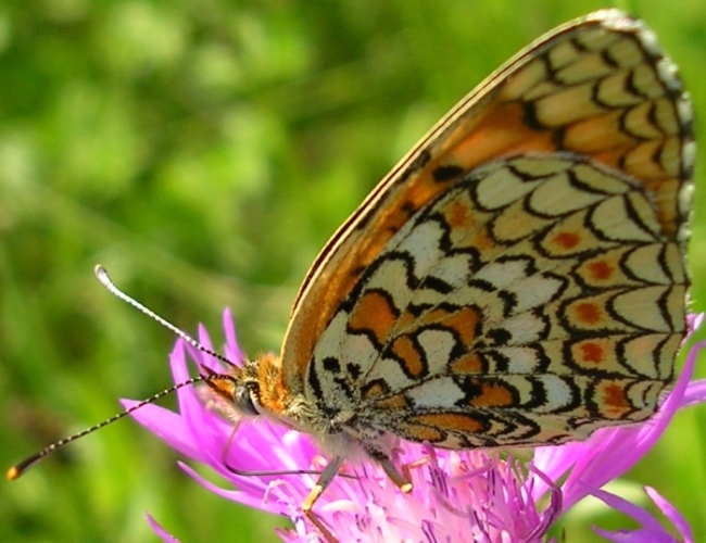 Melitaea phoebe,Maniola jurtina,Minois drias,Lycaena tityrus