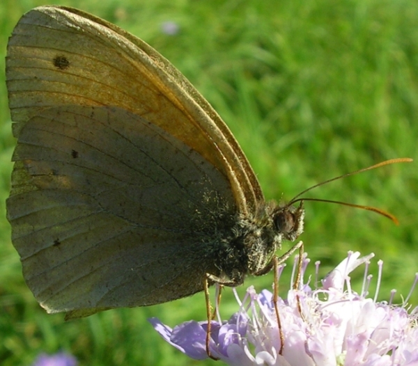 Melitaea phoebe,Maniola jurtina,Minois drias,Lycaena tityrus