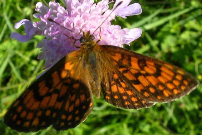 Melitaea phoebe,Maniola jurtina,Minois drias,Lycaena tityrus