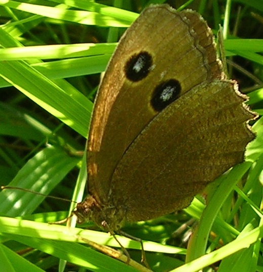 Melitaea phoebe,Maniola jurtina,Minois drias,Lycaena tityrus