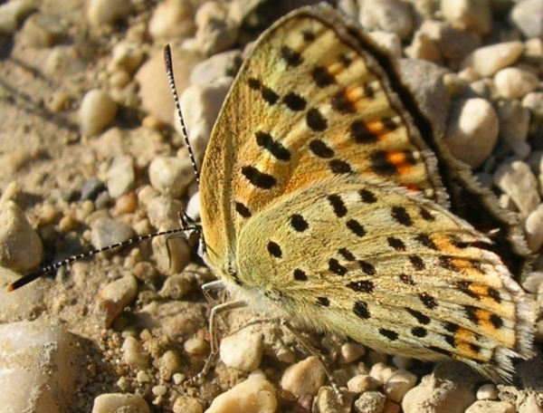 Melitaea phoebe,Maniola jurtina,Minois drias,Lycaena tityrus