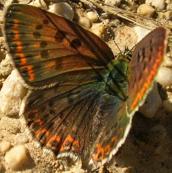 Melitaea phoebe,Maniola jurtina,Minois drias,Lycaena tityrus