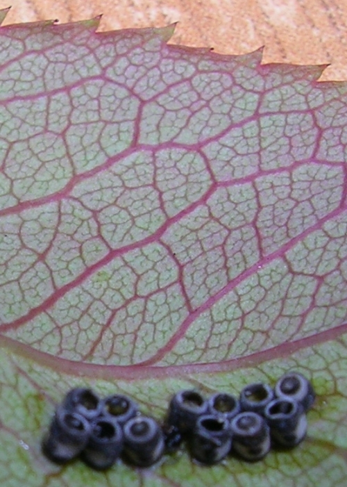 ovetti di chi?