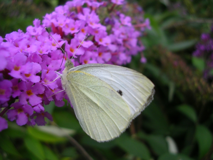 Pieris rapae