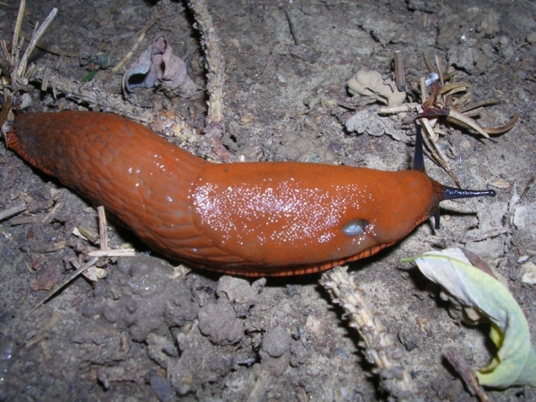 Arion rufus o Arion lusitanicus