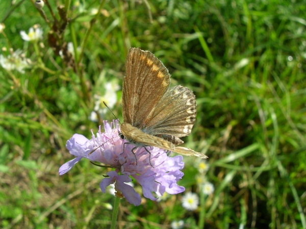 Xanthorhoe fluctuata e ?