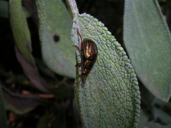 un coleottero ignoto... Chrysomela americana