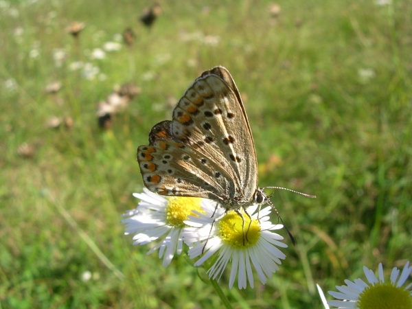 Lysandra bellargus