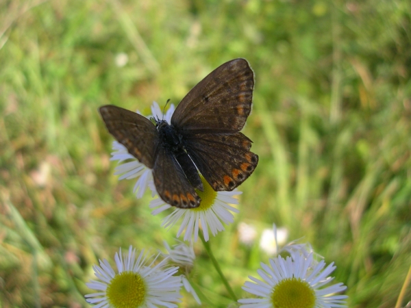 Lysandra bellargus