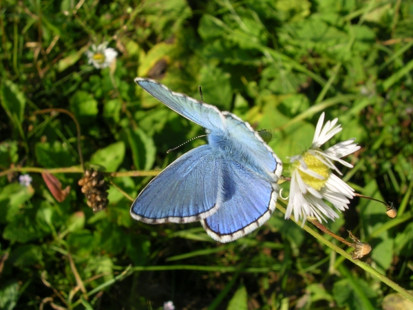 Lysandra bellargus