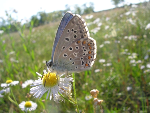 Lysandra bellargus