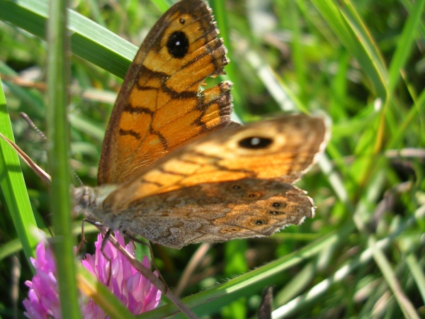 Lasiommata megera