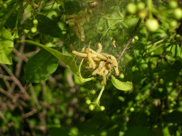 bruchi di Yponomeuta