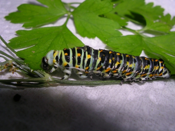 Istruzioni per allevare un Papilio machaon