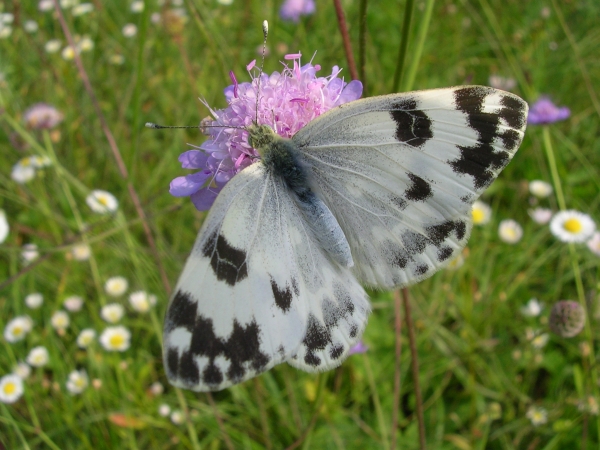 Pontia edusa