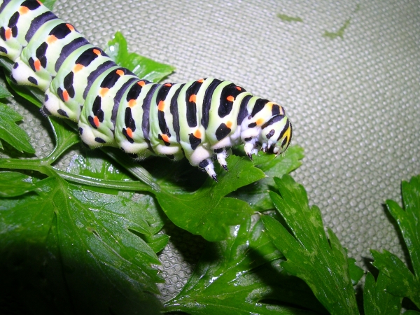 Istruzioni per allevare un Papilio machaon