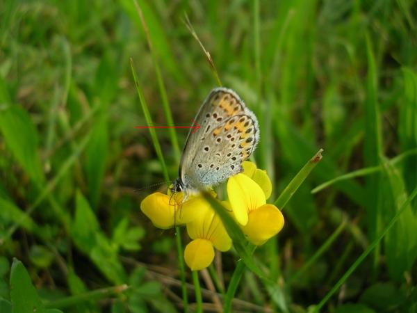 Plebejus argyrognomon