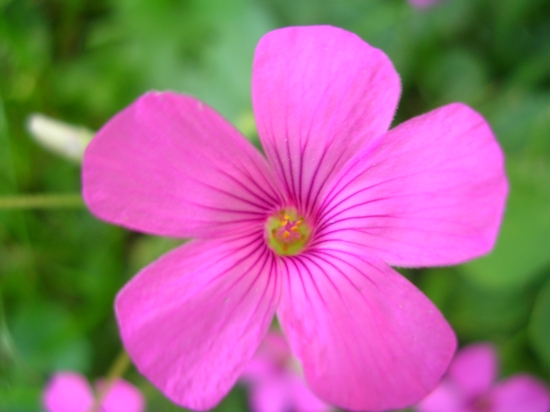 Oxalis articulata