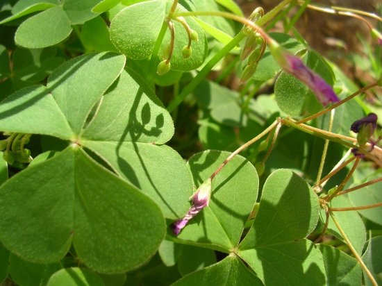 Oxalis articulata