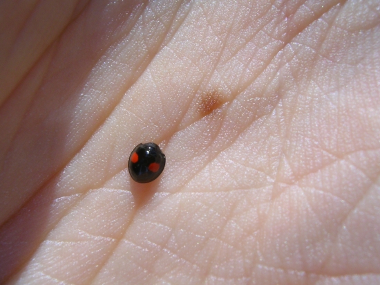 Coccinella Chilocorus renipustulatus