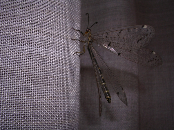 indovina chi ?Distoleon tetragrammicus