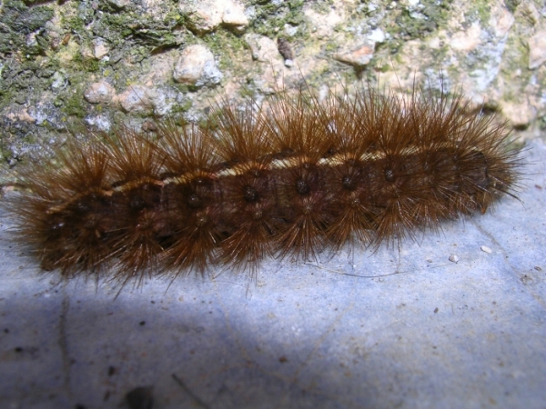 bruco di Arctiidae
