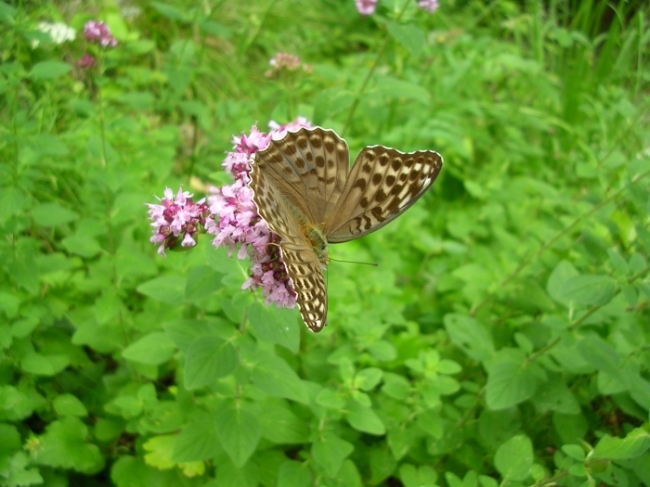 Argynnis paphia valesina & Vanessa atalanta