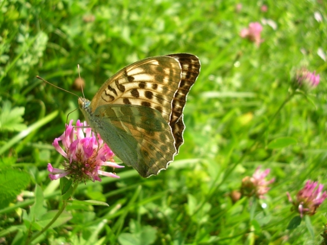 Argynnis paphia valesina & Vanessa atalanta