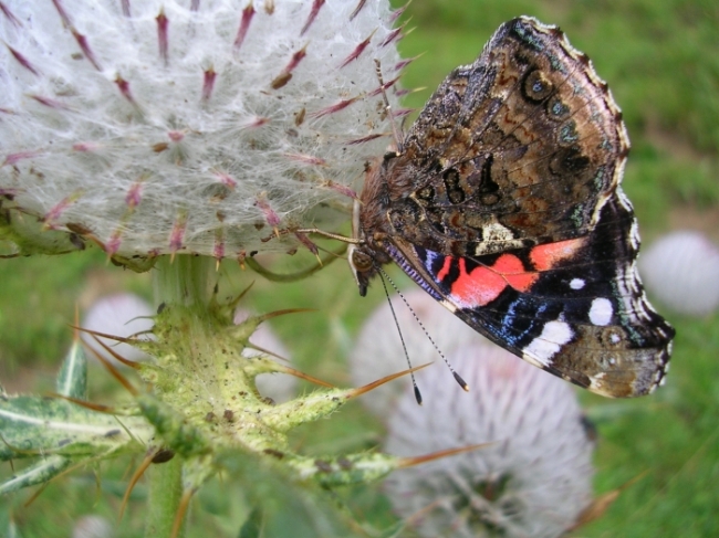 Argynnis paphia valesina & Vanessa atalanta