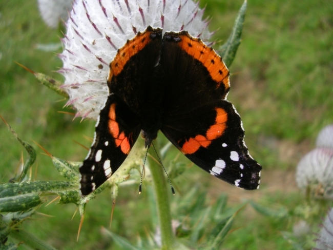 Argynnis paphia valesina & Vanessa atalanta