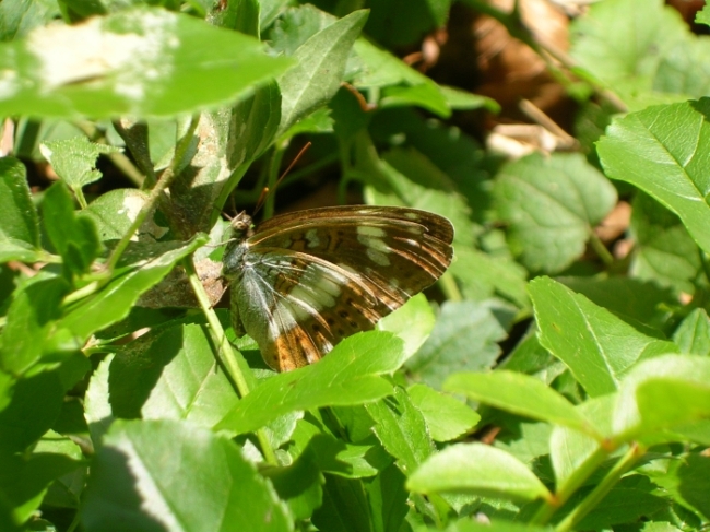 Limenitis camilla e Neptis rivularis