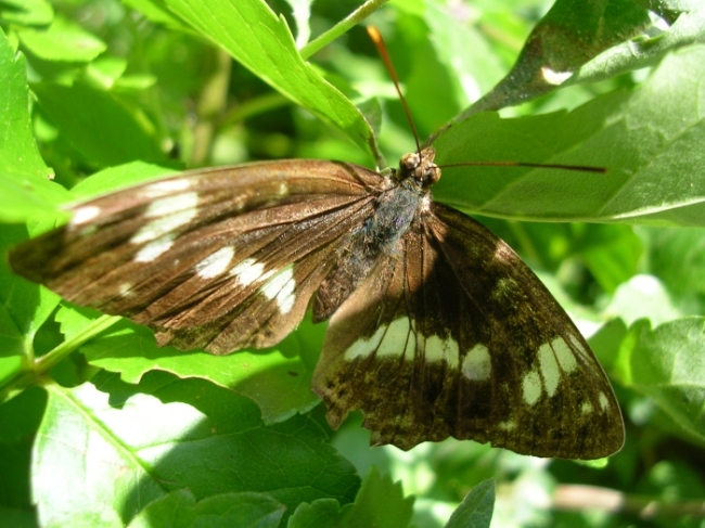 Limenitis camilla e Neptis rivularis