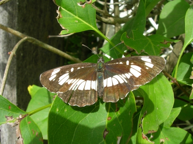 Limenitis camilla e Neptis rivularis