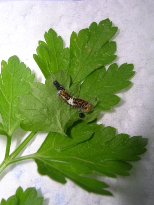 Istruzioni per allevare un Papilio machaon