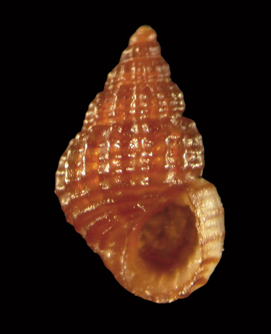 Alvania lineata