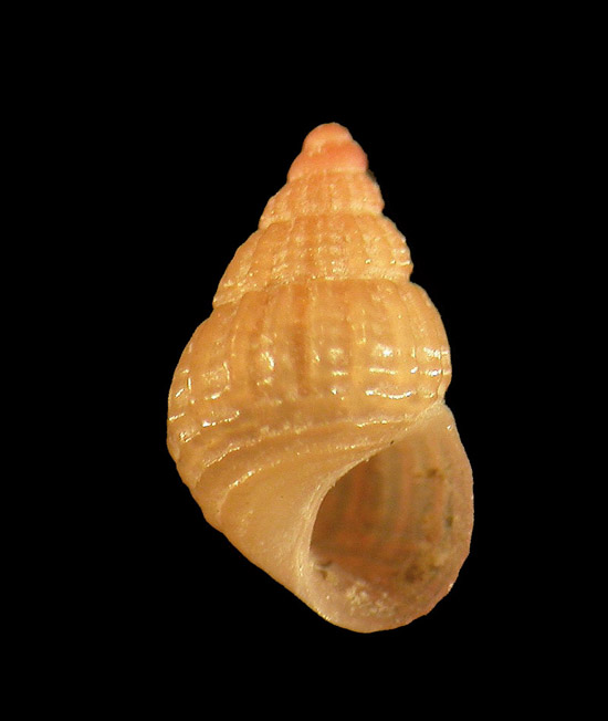 Alvania lineata