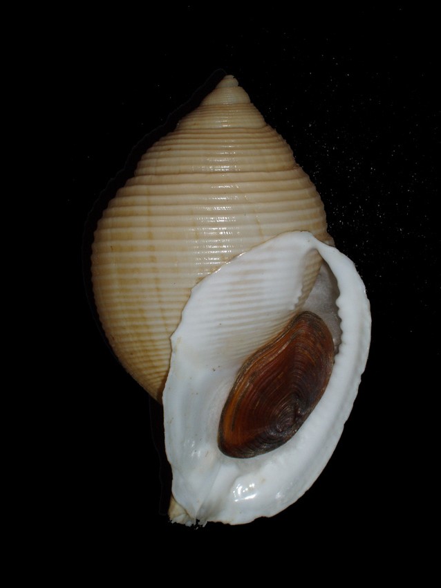 Galeodea rugosa (L. 1771)