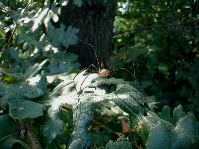 Opilionide con parassite e Episyrphus balteatus