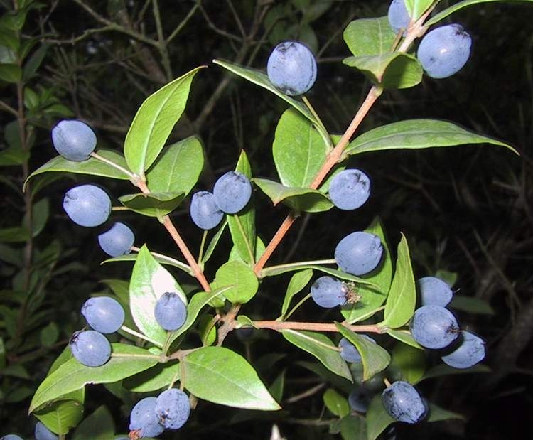 Myrtus communis / Mirto