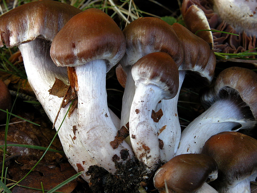 Cortinarius per  Gaspy